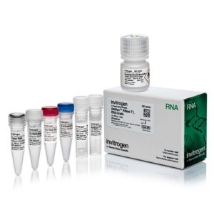 RNase RT – PCR Kits