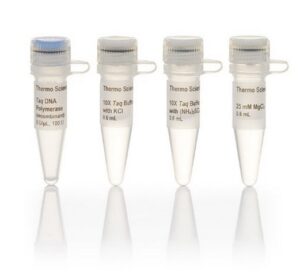 Taq DNA Polymerase